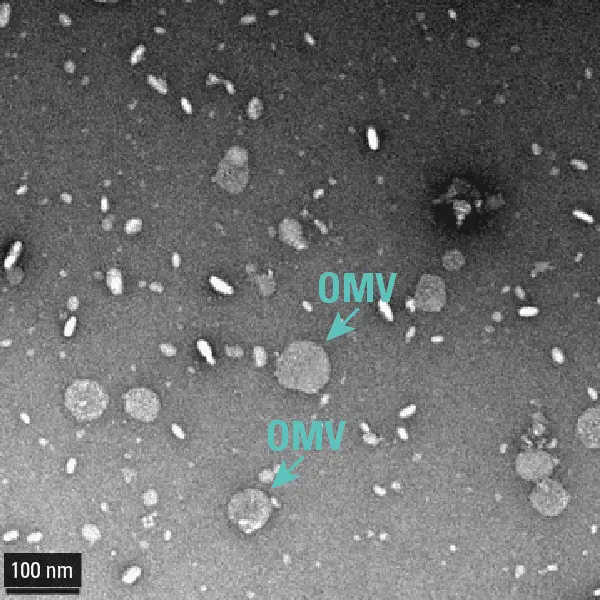 ExoBacteria OMV Kit (20 rxns)