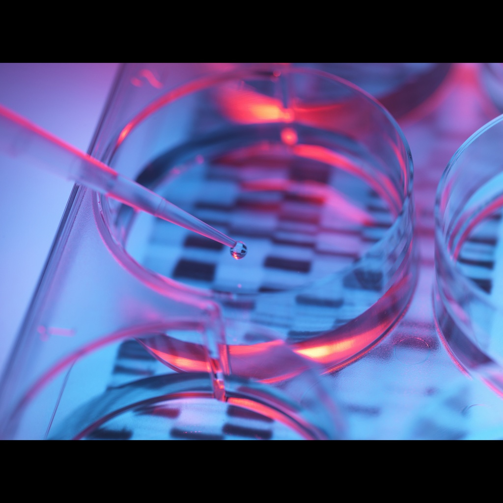 Goose Genomic DNA, 0.1 mg